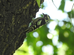 Yungipicus canicapillus