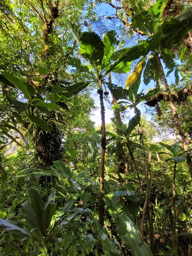 Morinda pacifica observed 2022-10-08