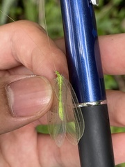 Apochrysa matsumurae