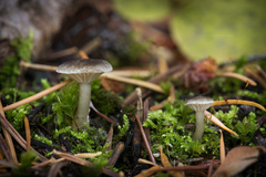 Spodocybe trulliformis