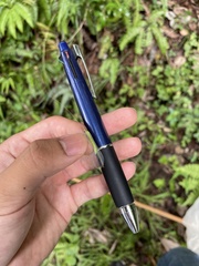 Apochrysa matsumurae