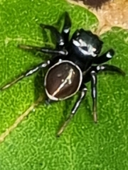 Zenodorus orbiculatus
