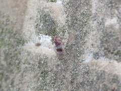 Tremulicerus tremulae