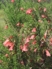 Prostanthera