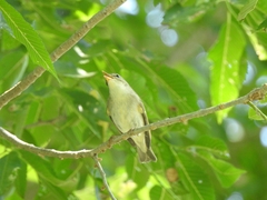 Phylloscopus borealis