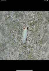 Zygina nivea