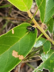 Zenodorus orbiculatus