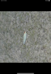 Zygina nivea