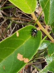 Zenodorus orbiculatus
