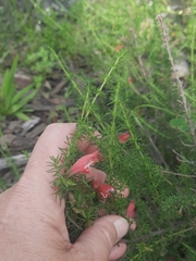 Prostanthera