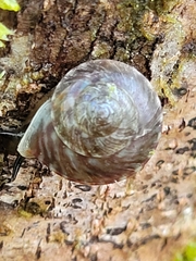 Aphanoconia fulgora