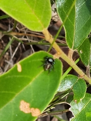 Zenodorus orbiculatus