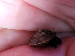 Aphanoconia fulgora