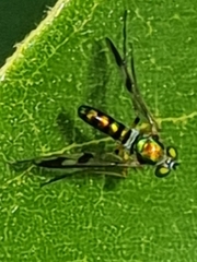 Chrysosomatini