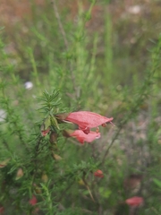 Prostanthera