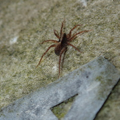 Pardosa