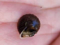 Aphanoconia fulgora