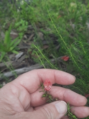 Prostanthera