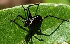 Ephippitytha trigintiduoguttata