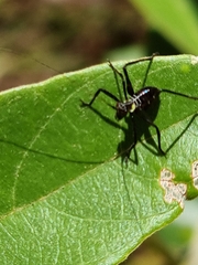 Ephippitytha trigintiduoguttata