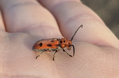 Tetraopes thermophilus