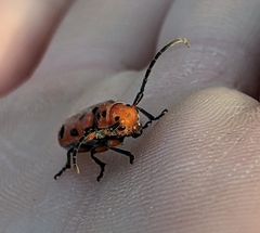 Tetraopes thermophilus