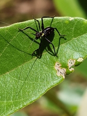 Ephippitytha trigintiduoguttata