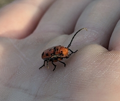 Tetraopes thermophilus