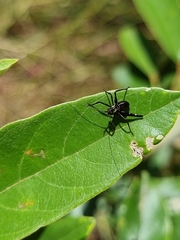 Ephippitytha trigintiduoguttata