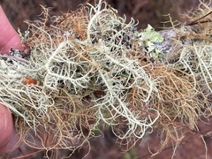 Usnea rubicunda