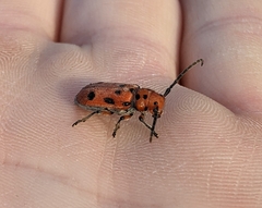 Tetraopes thermophilus