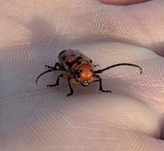 Tetraopes thermophilus