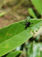 Ephippitytha trigintiduoguttata