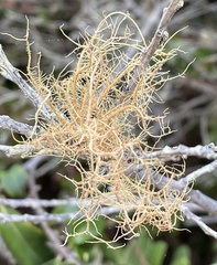 Usnea rubicunda