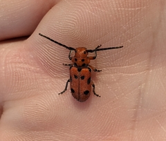 Tetraopes thermophilus