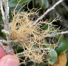 Usnea rubicunda