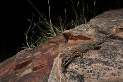 Oedura cincta