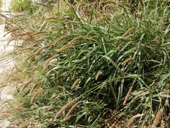 Setaria verticillata