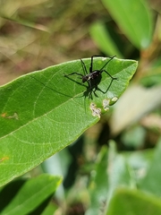 Ephippitytha trigintiduoguttata