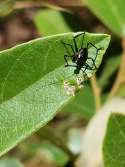 Ephippitytha trigintiduoguttata