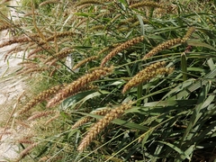 Setaria verticillata
