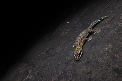 Oedura cincta