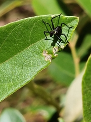 Ephippitytha trigintiduoguttata