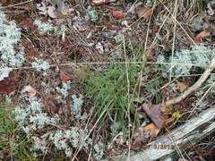 Liatris microcephala