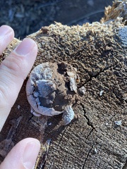 Reticularia
