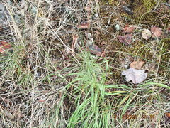 Liatris microcephala