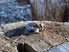 Reticularia