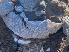 Reticularia