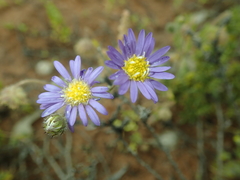 Brachyscome melanocarpa