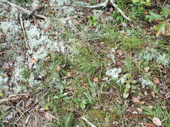 Liatris microcephala